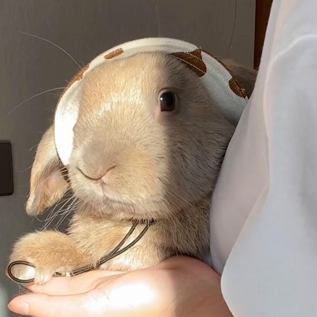小灰麻麻