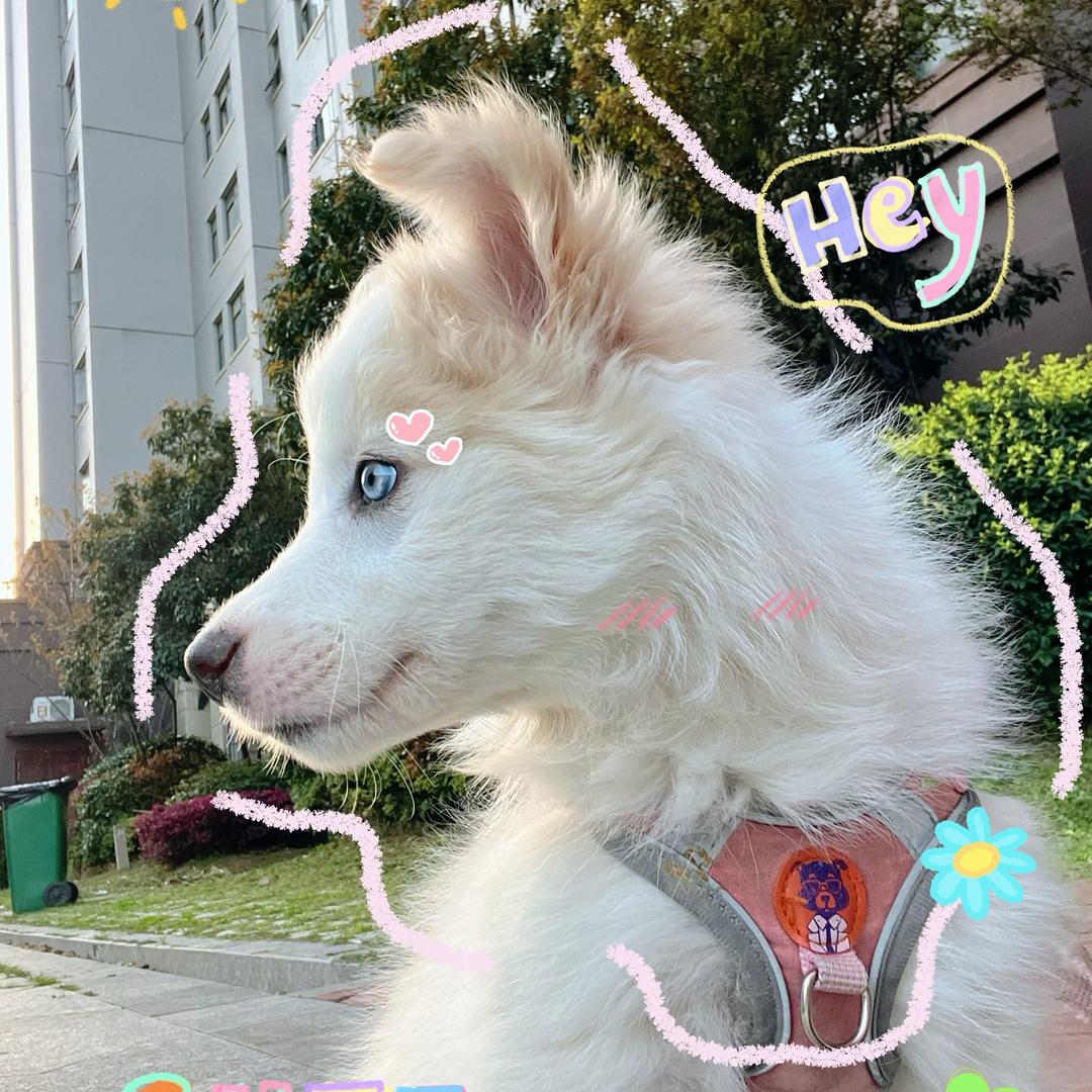 边牧Noemi（糯米）