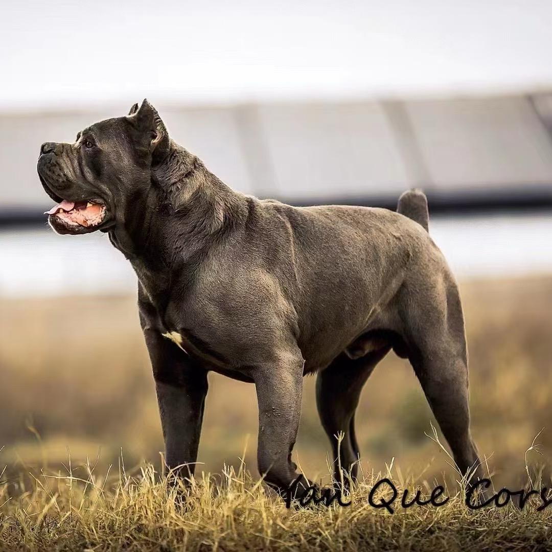 吕布的幸福生活