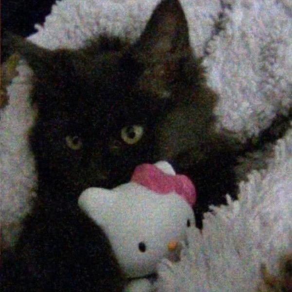 优雅的水晶kitty