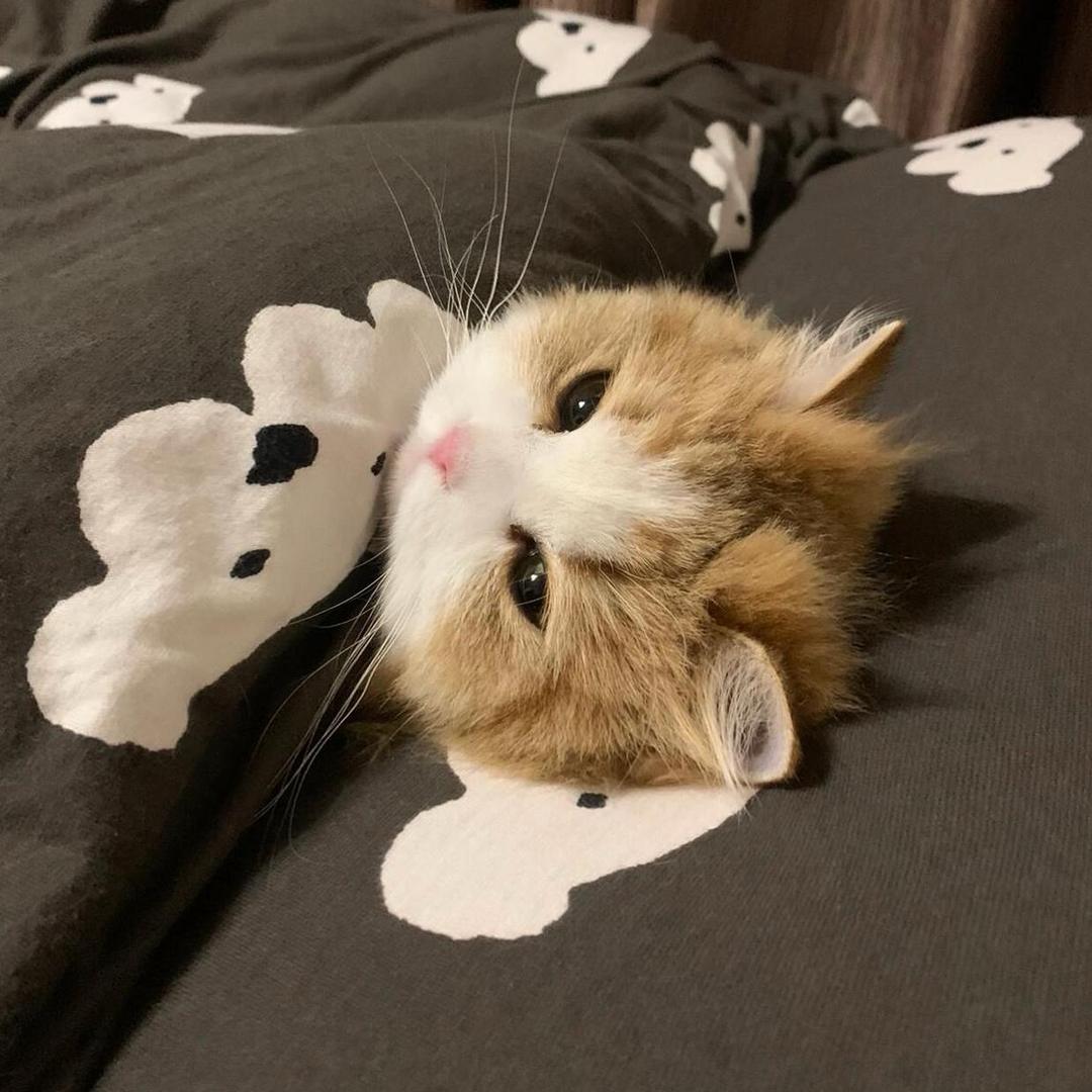 怕生的屁屁🐱