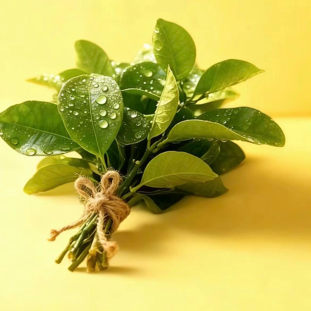 砼行者～蕊