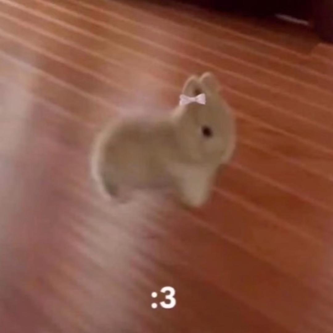 兔毛