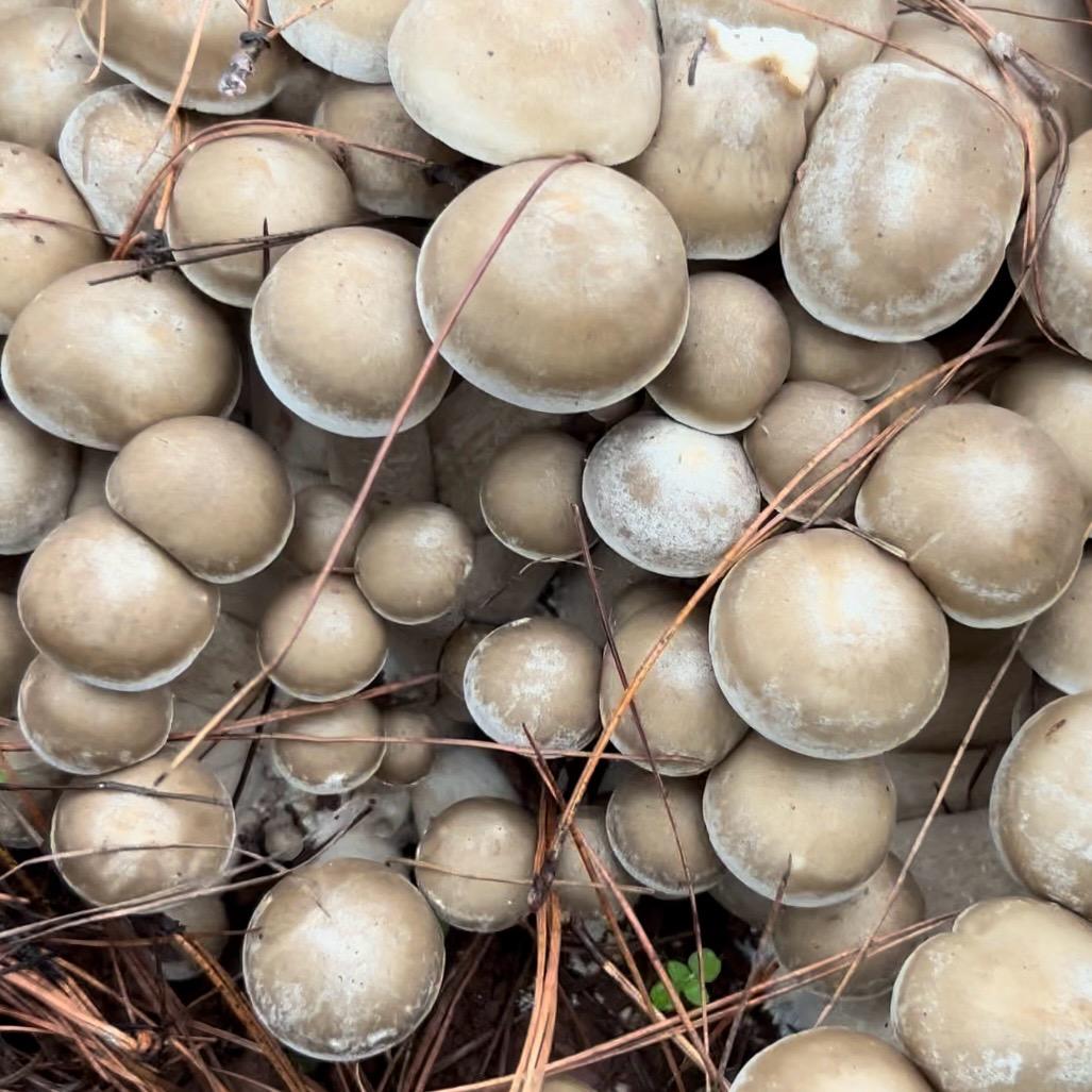 大理生态野生菌