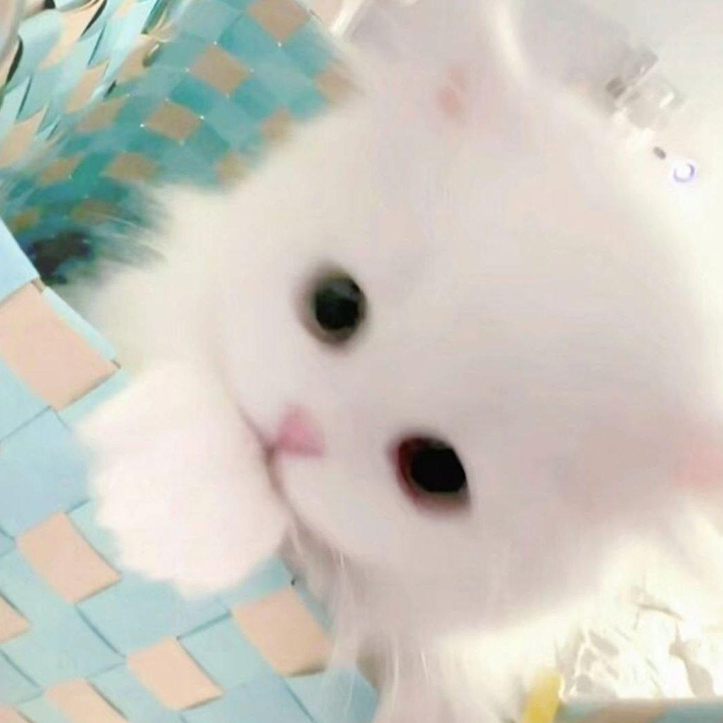 早睡猫