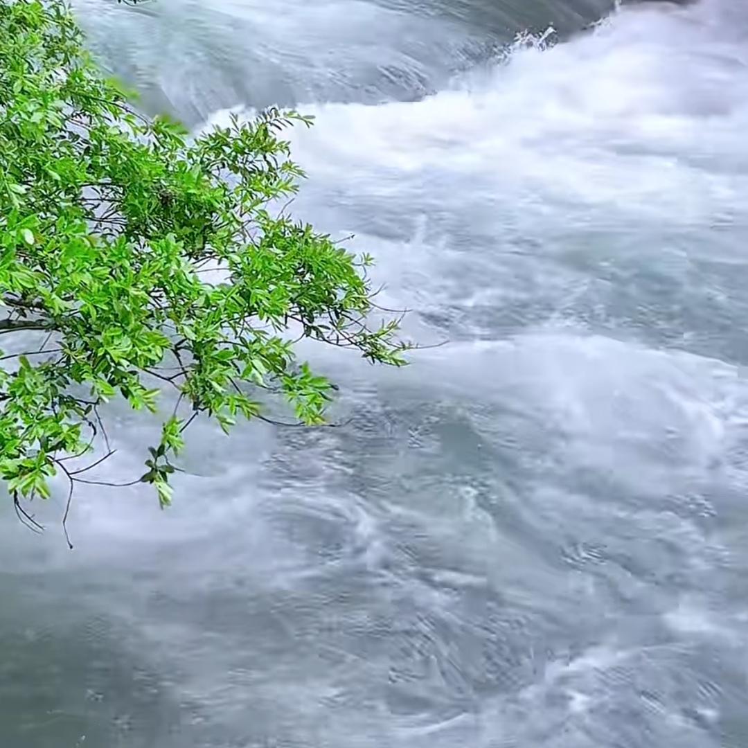 傅清莲