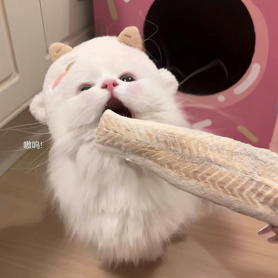 衡水馋猫