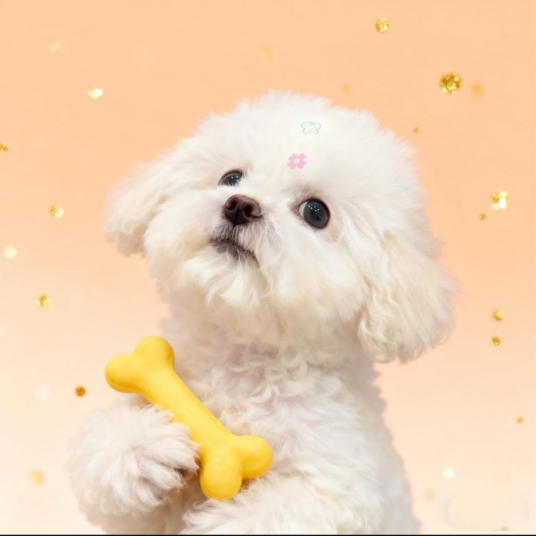 就是一只🐑
