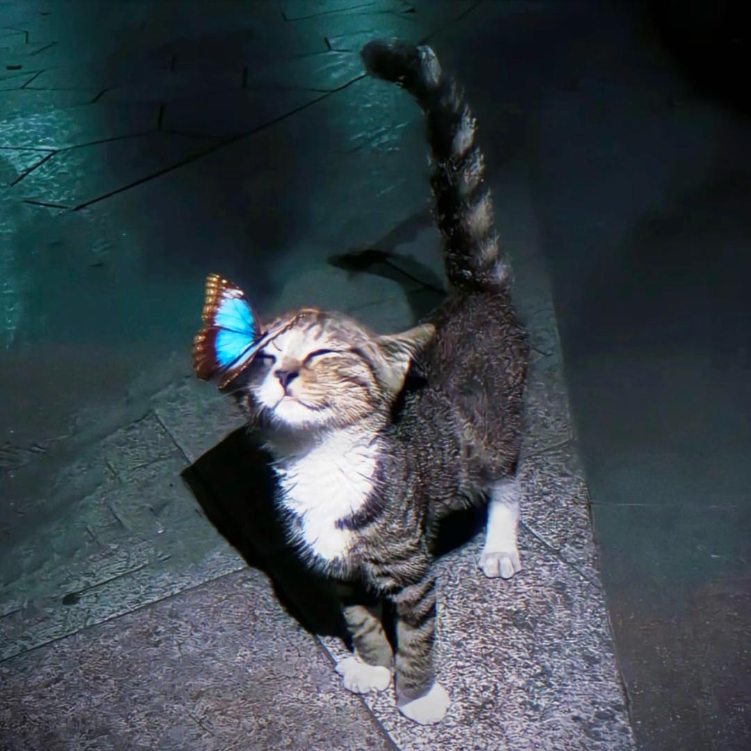 泡椒.