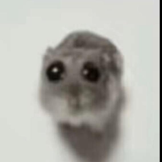 龟龟
