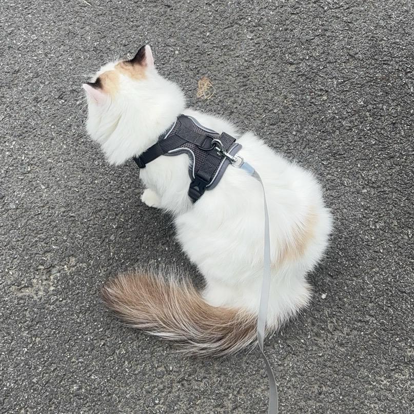 豆腐原来是只猫