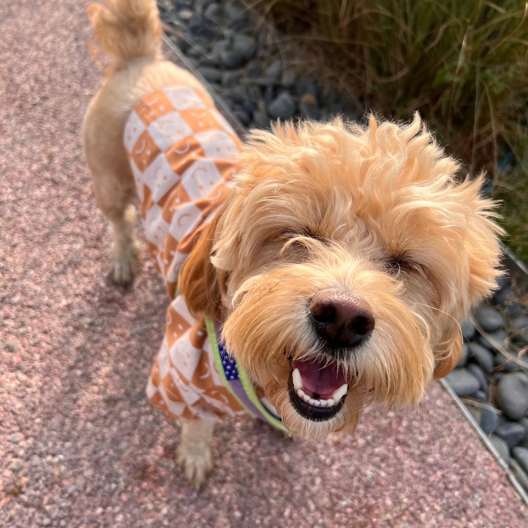 蹦蹦跳跳小迪崽