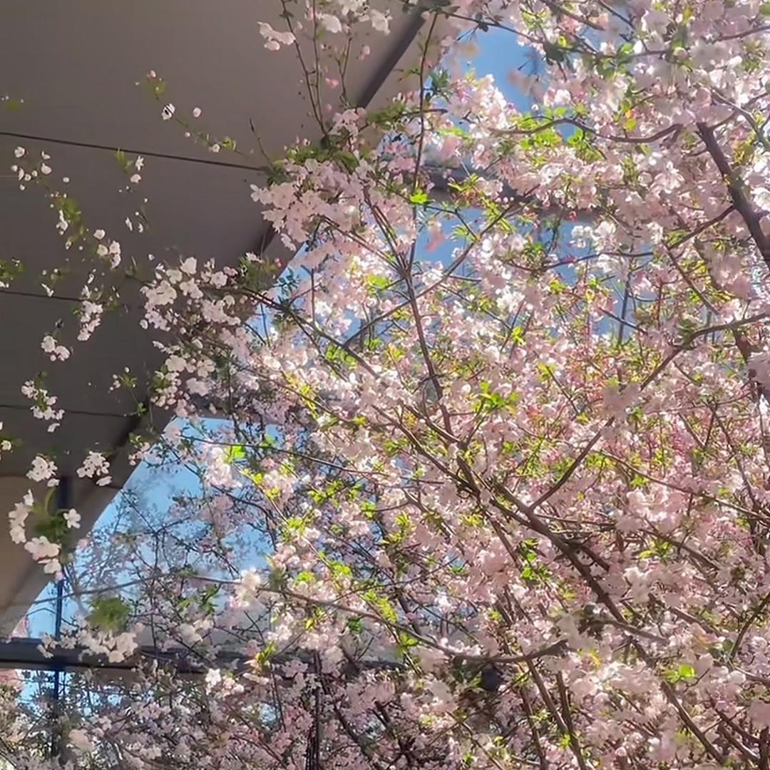 空心菜