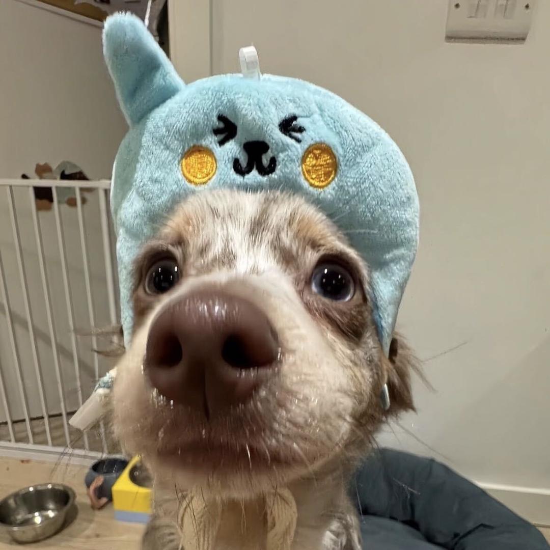 鱼玄机.