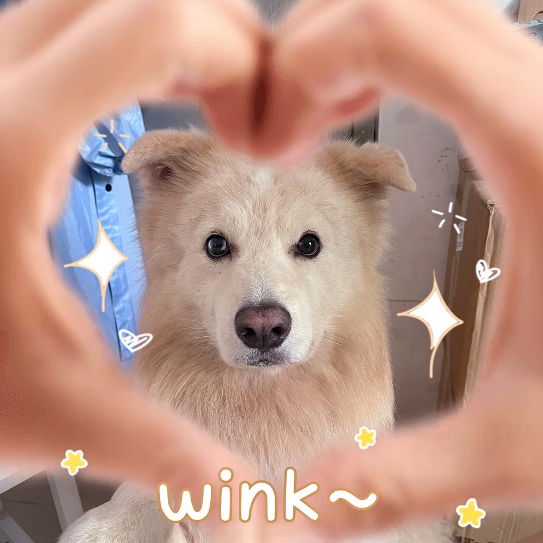 四脚吞金兽麻麻🐶🐶