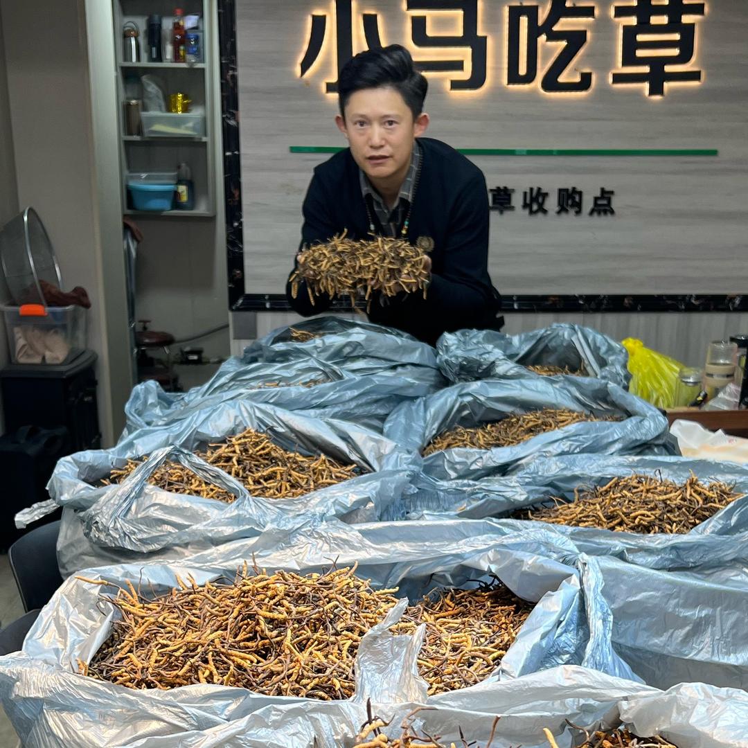 小马虫草（回收）