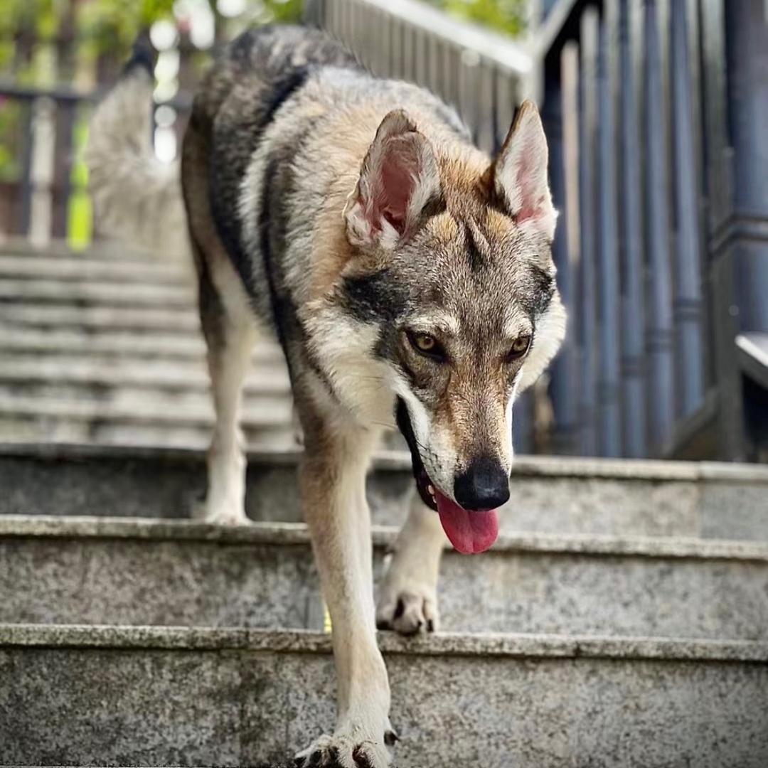 金地藏(捷克狼犬)