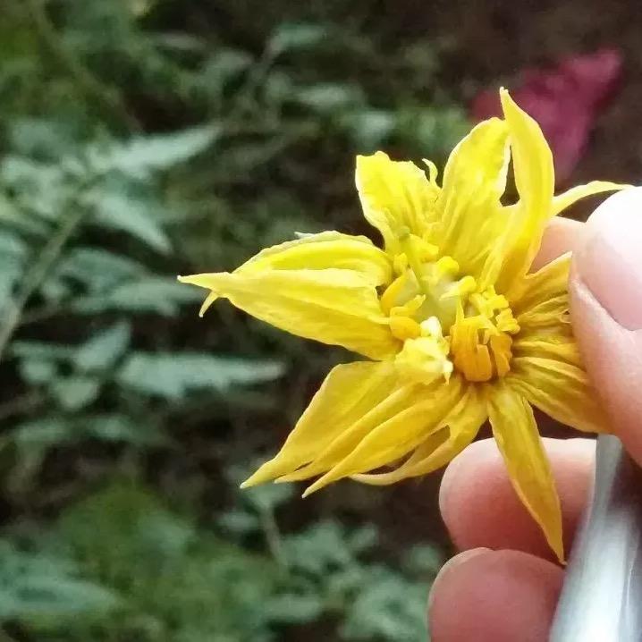 矿源黄腐酸钾厂家-王经理