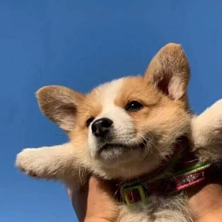 肥纸