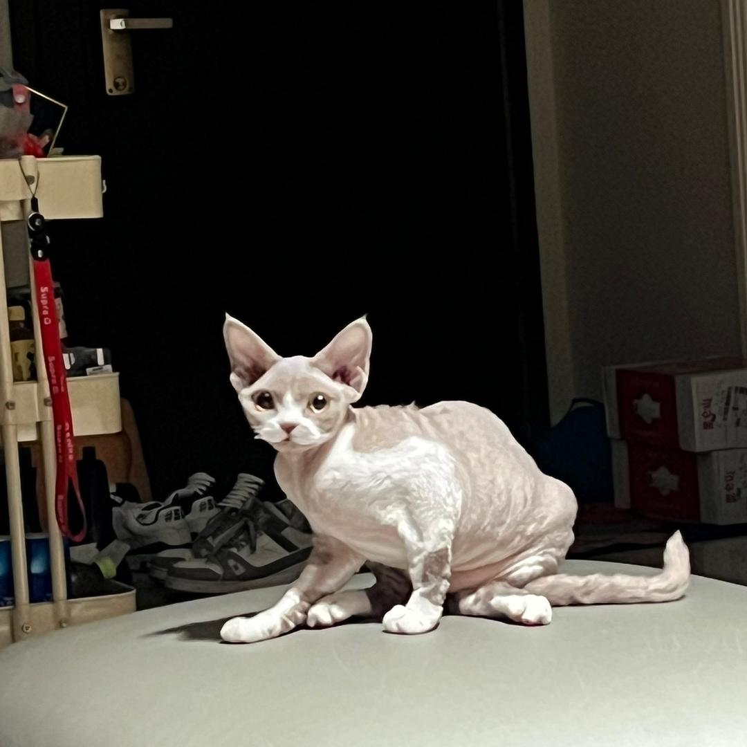 ✧٩(ˊωˋ*)و✧Jabouttha