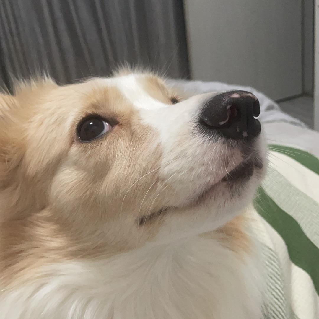 叶嘻嘻