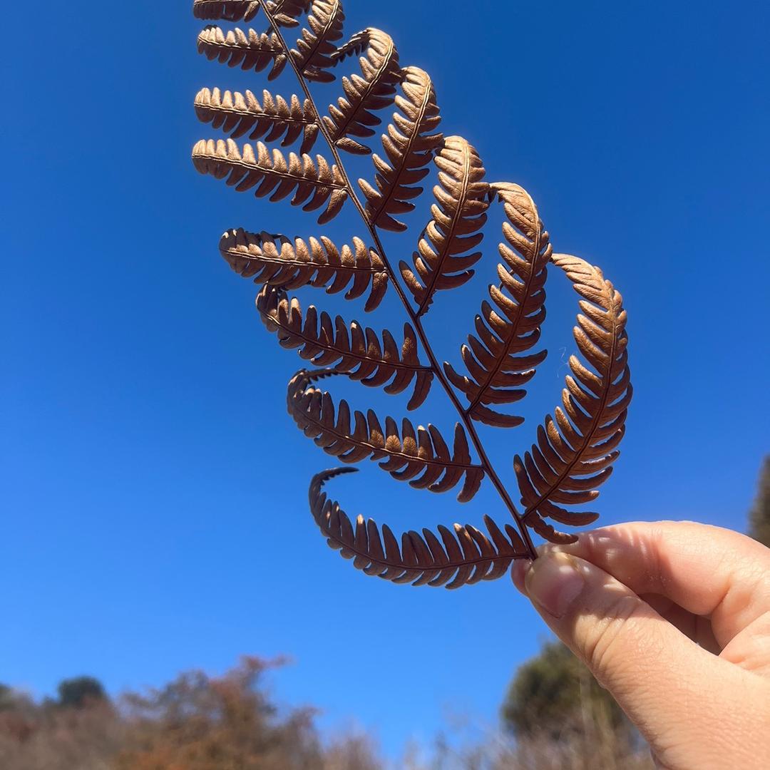 春草长安行