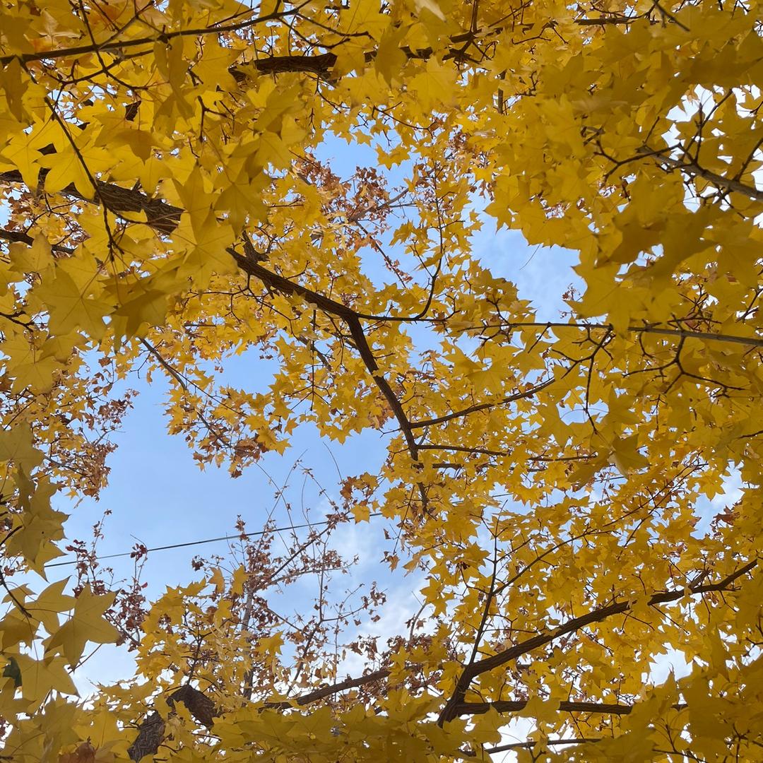 如果没有如果（815）