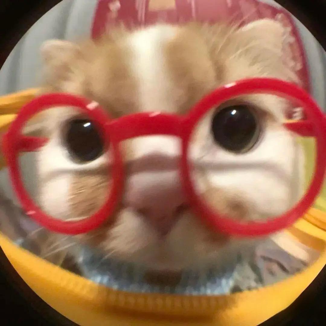 🐾胡涂的蚊子🐾