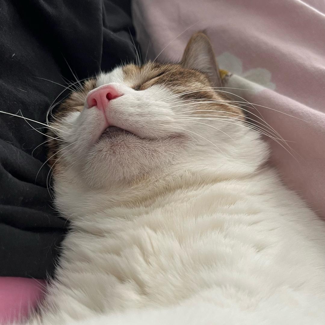 阿宝是只猫