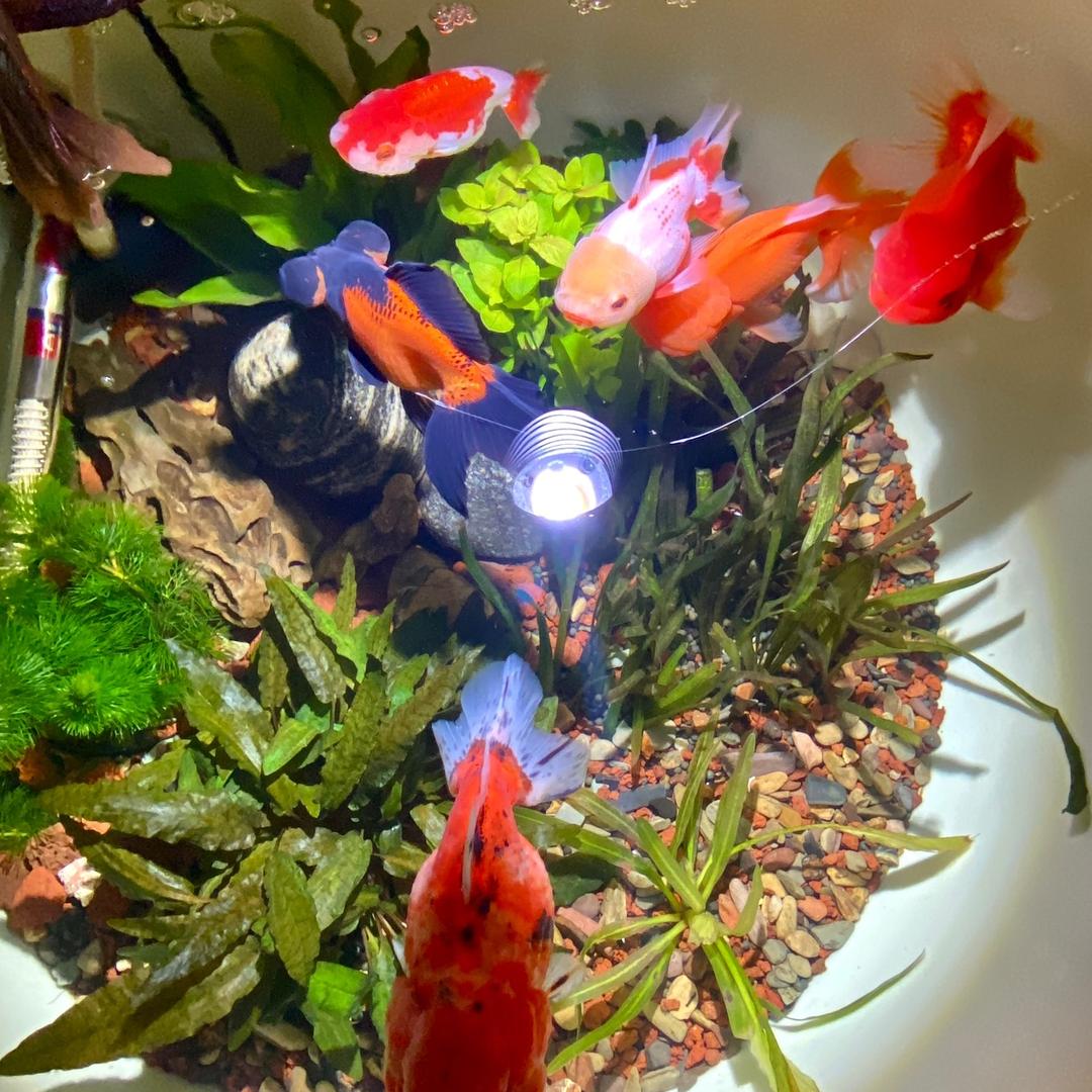 鱼之大一锅炖不下