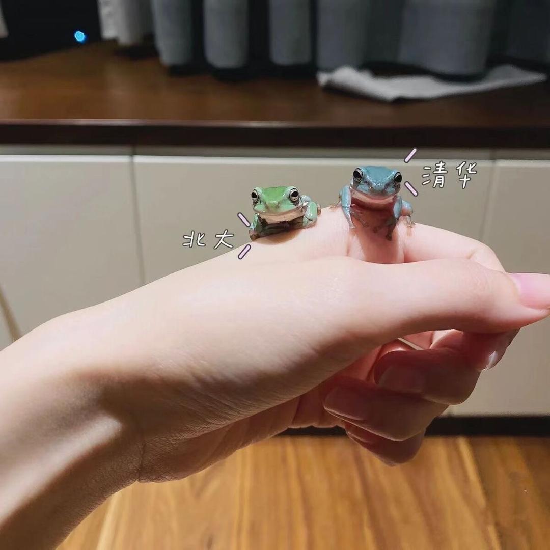 念念的宠物