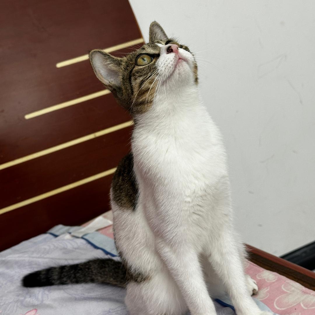 破鼓色