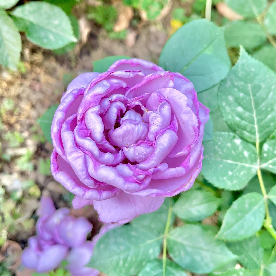 🌻🌻一心向阳