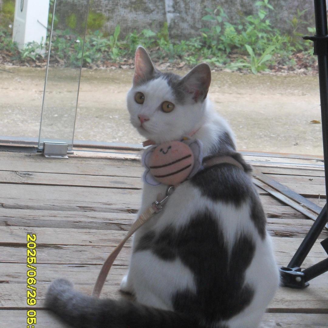 福福猫