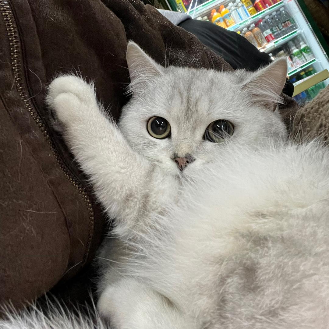 村里在逃翠花
