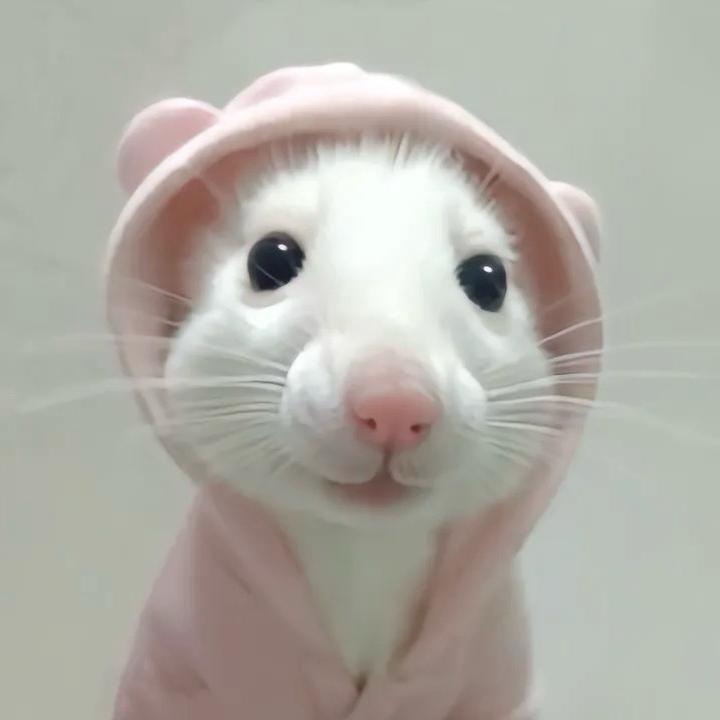 鼠片
