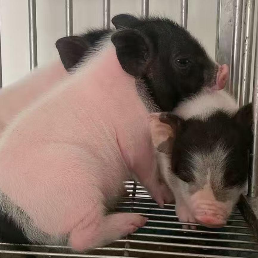 巴马香猪养殖基地