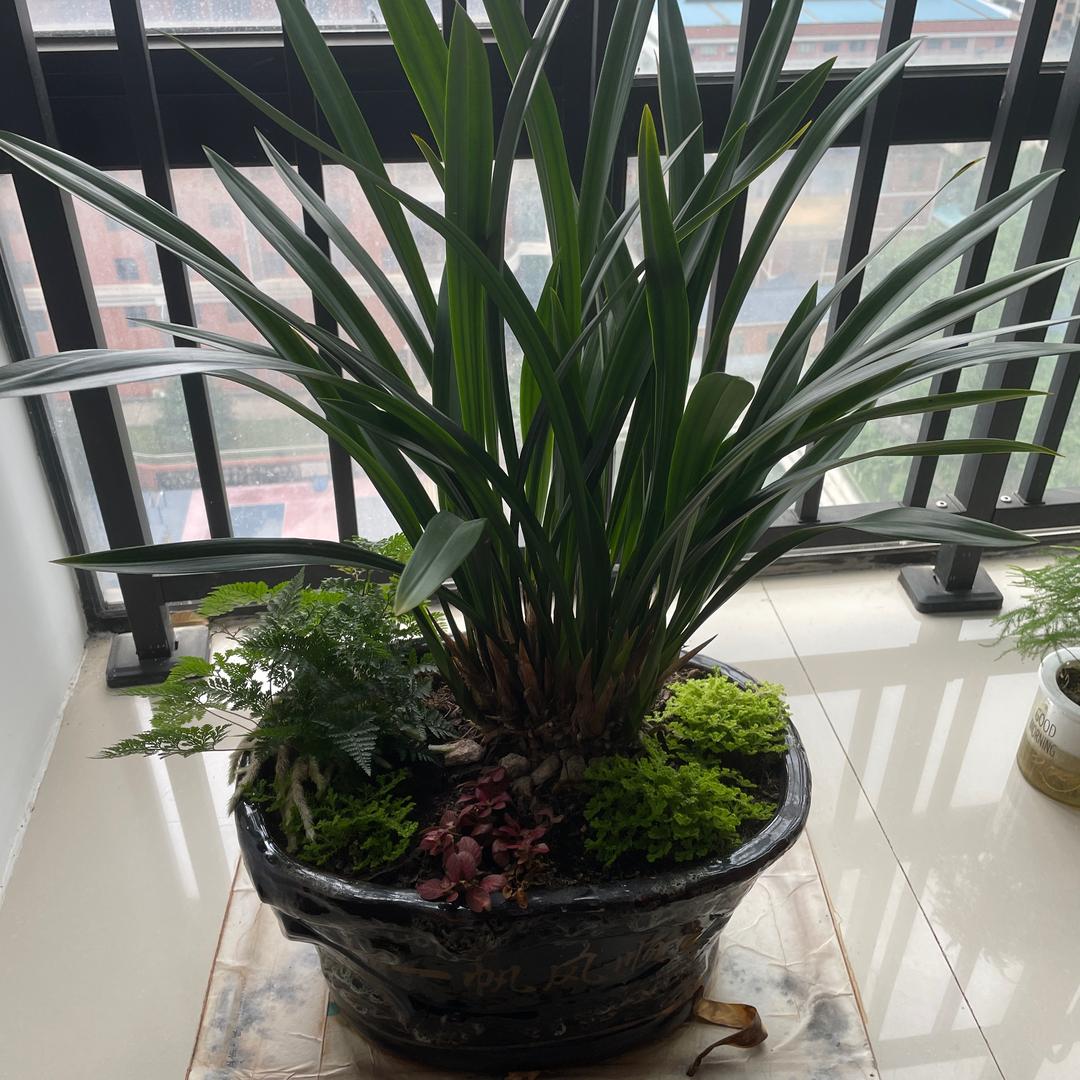 罗舒计有话要港😀😀😀