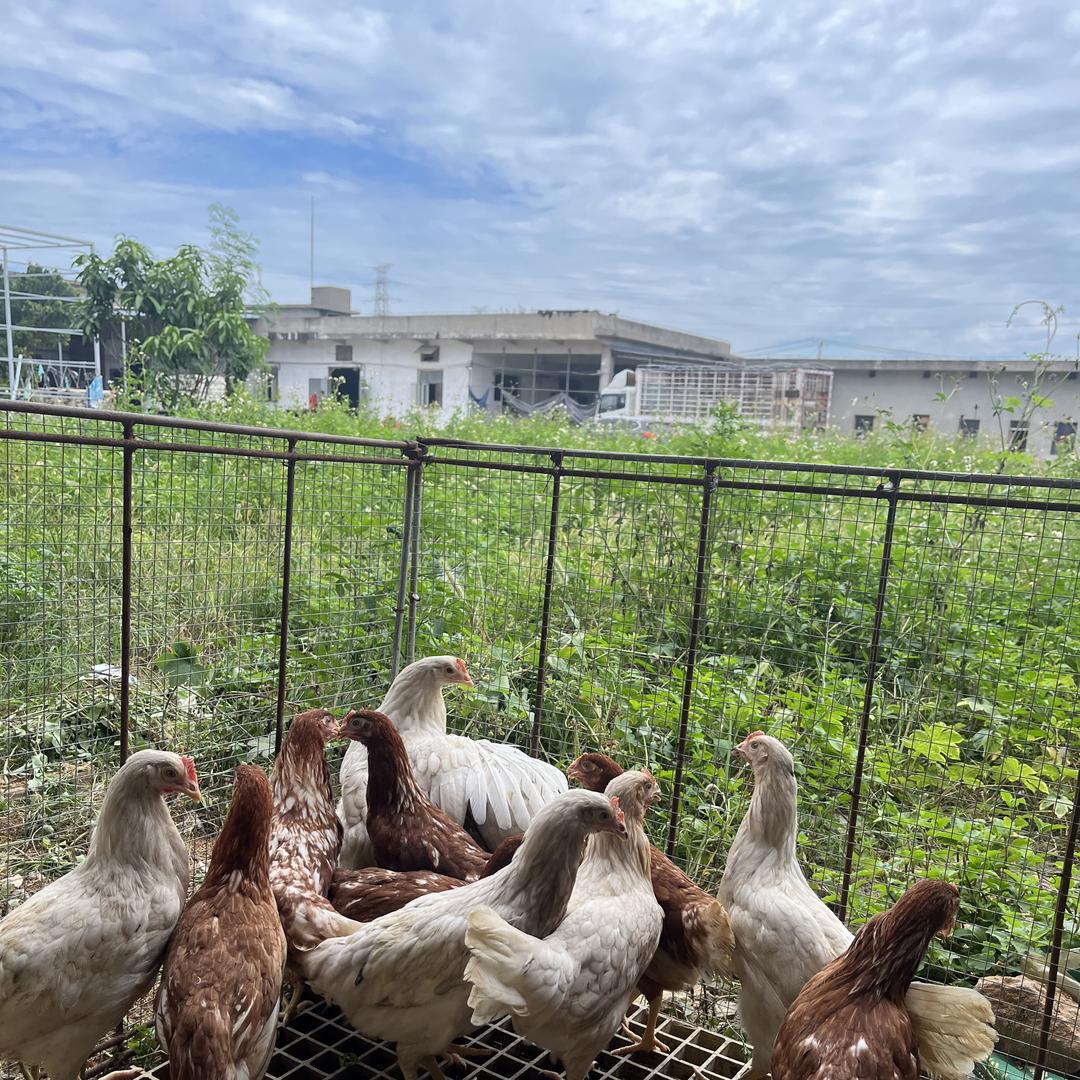 福清娇佳四季控农业批发部