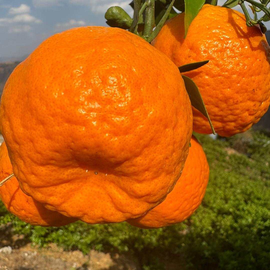 橘子王国🍊🍊