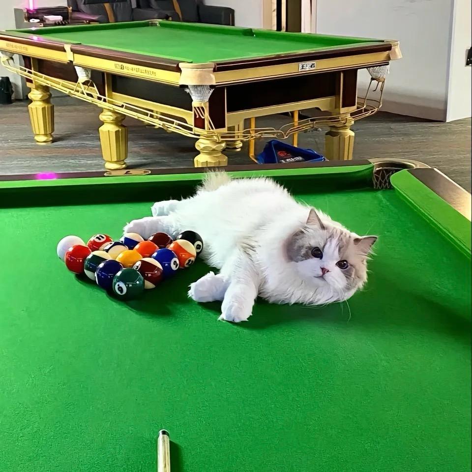 超雄绝育公蟑螂