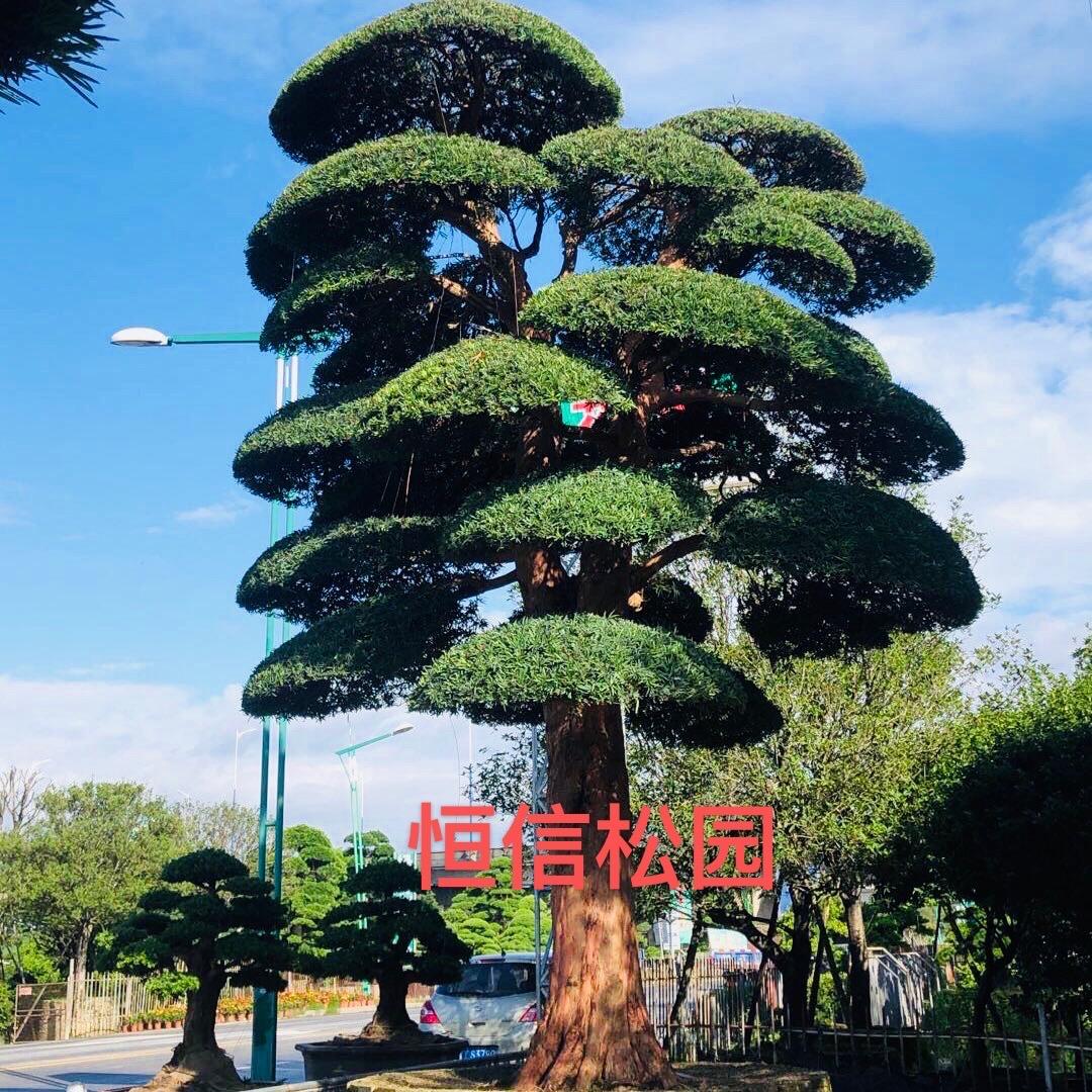 罗汉松恒信花场