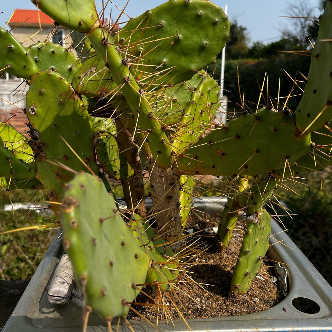 🌈乐🍭（自渡)卍