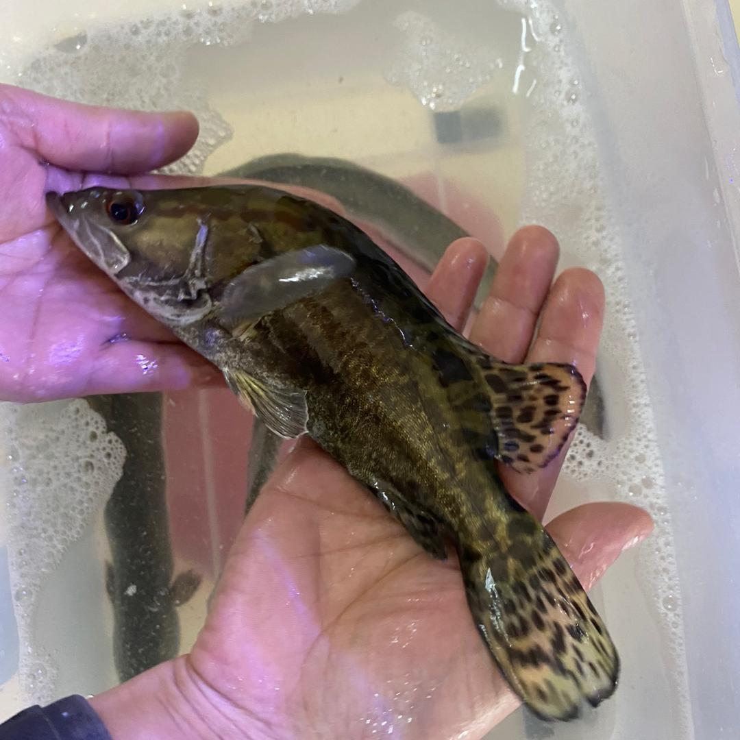 塘多渔鱼苗养殖基地