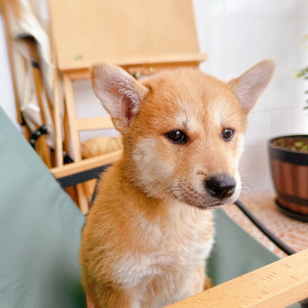 中华田园犬 大喜🐕