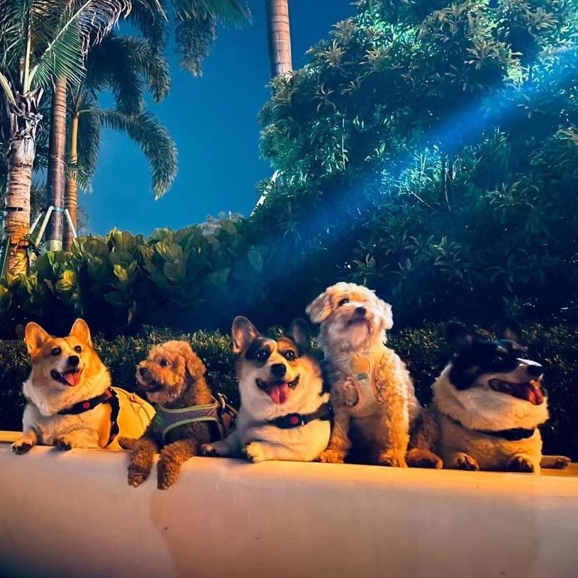 陈追捕是只柯基