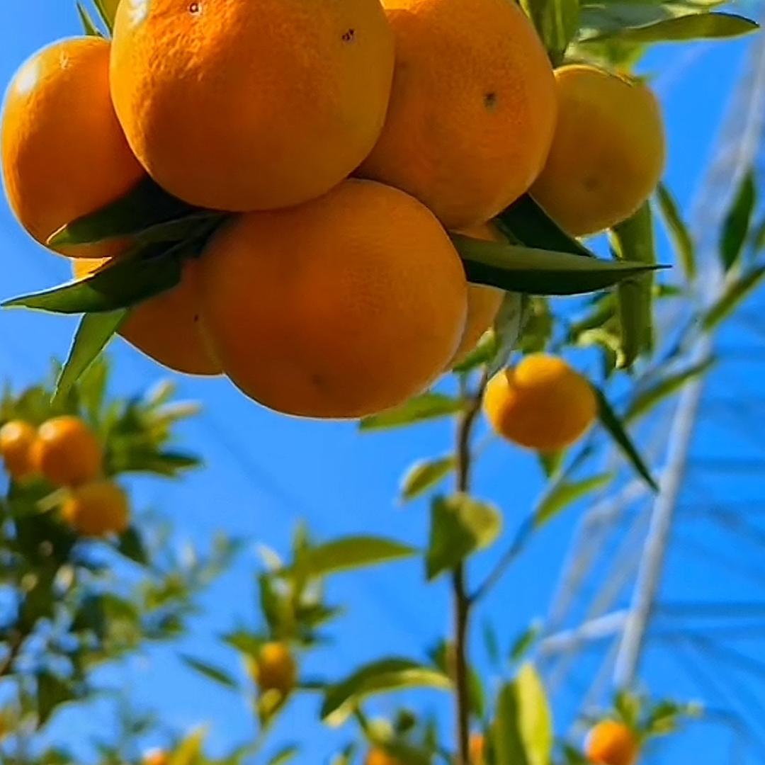莉姑凉