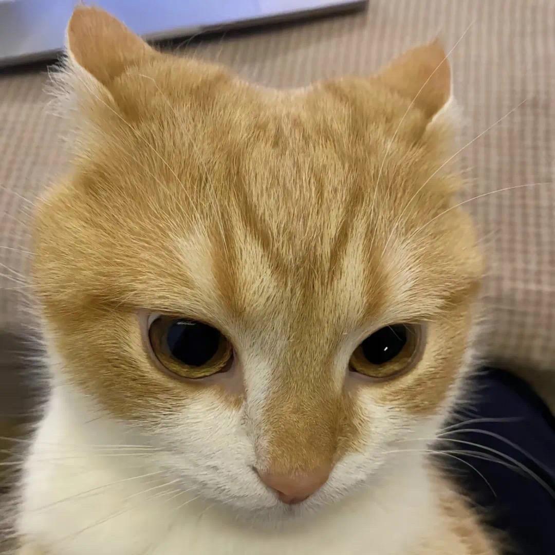 咖喱蛋蛋