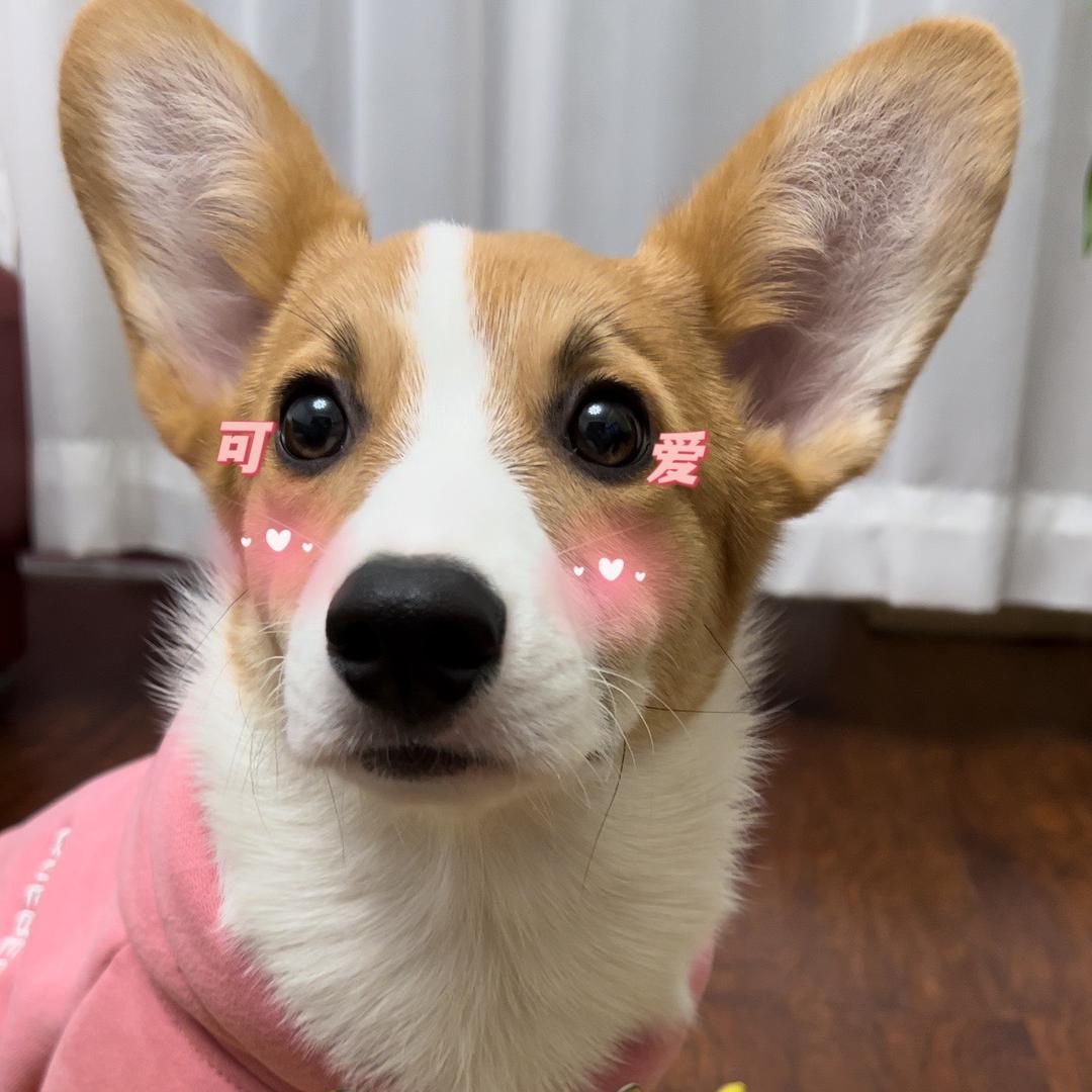 温柔的小福达