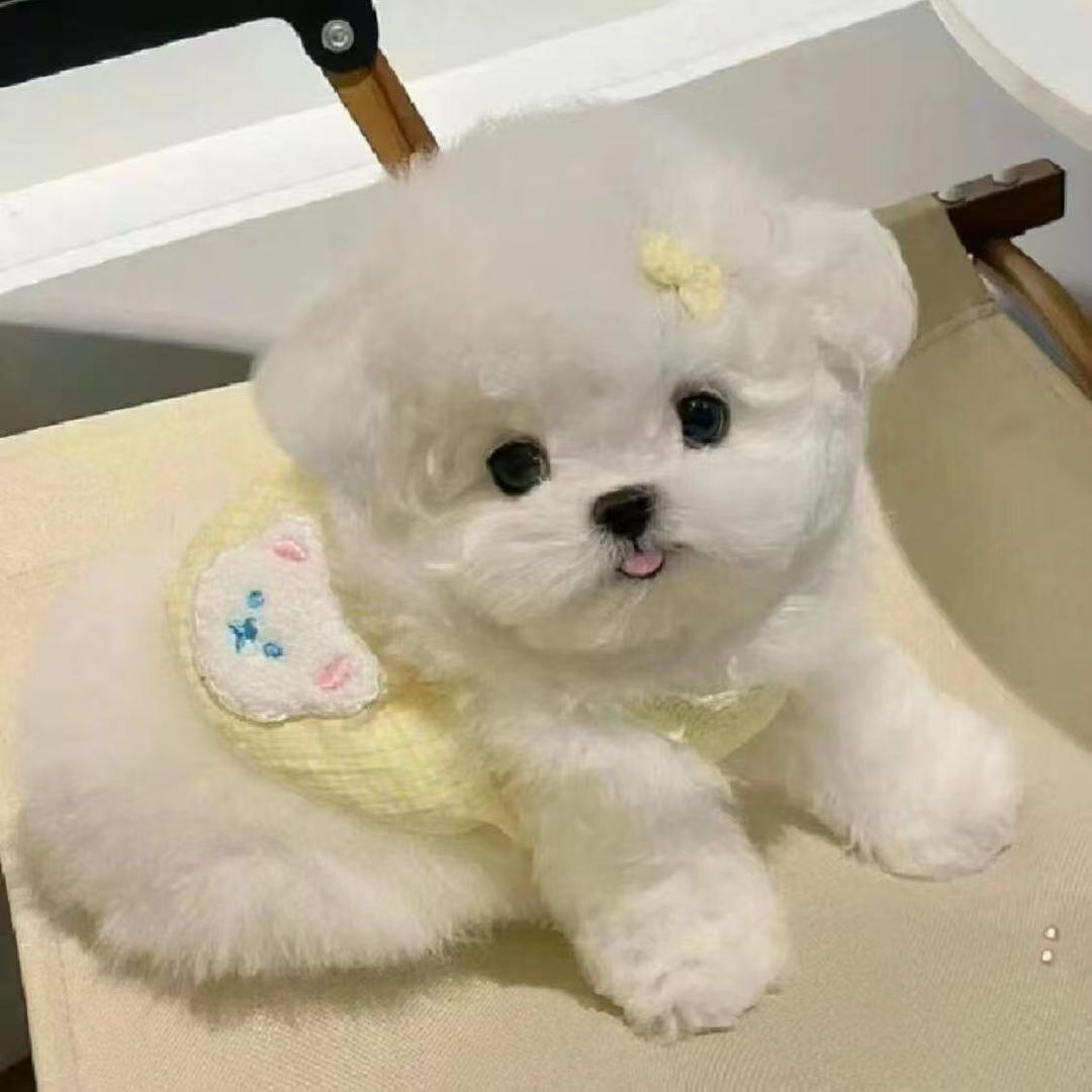 泰迪熊之家